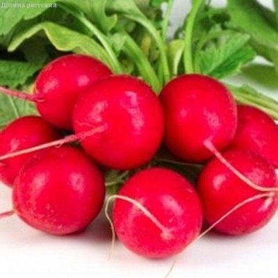 Редис Родос Редис Родос фото