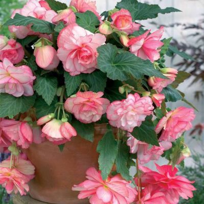 Гладиолус Даред фото