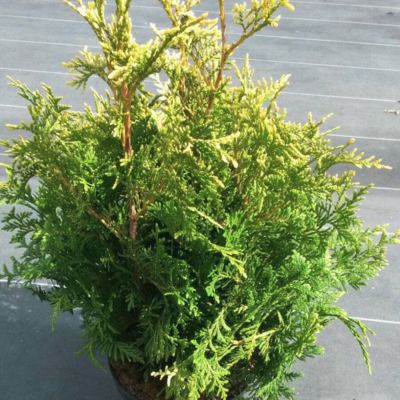 Туя западная Голден Тип Туя западная Голден Тип - Dolina-Sad.Ru