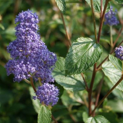 Цеанотус Топаз Цеанотус Топаз - Dolina-Sad.Ru