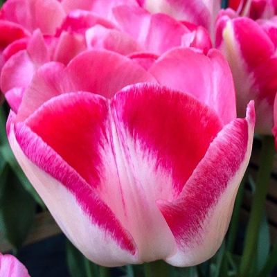 Тюльпан Дримшип Тюльпан Дримшип фото