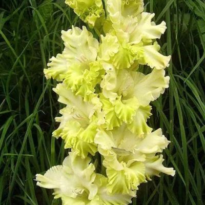 Гладиолус Тула Гладиолус Тула - Dolina-Sad.Ru