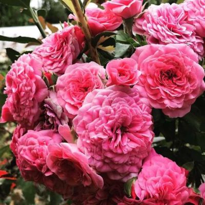 Роза Ле Катр Сэзон Роза Ле Катр Сэзон - Dolina-Sad.Ru