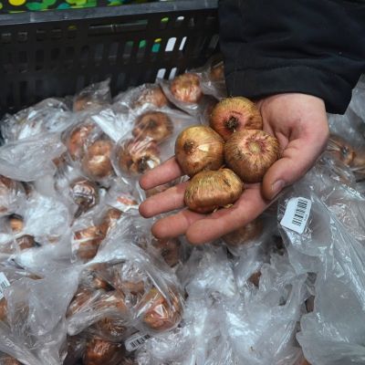 Гладиолус Имоджен Гладиолус Имоджен - Dolina-Sad.Ru