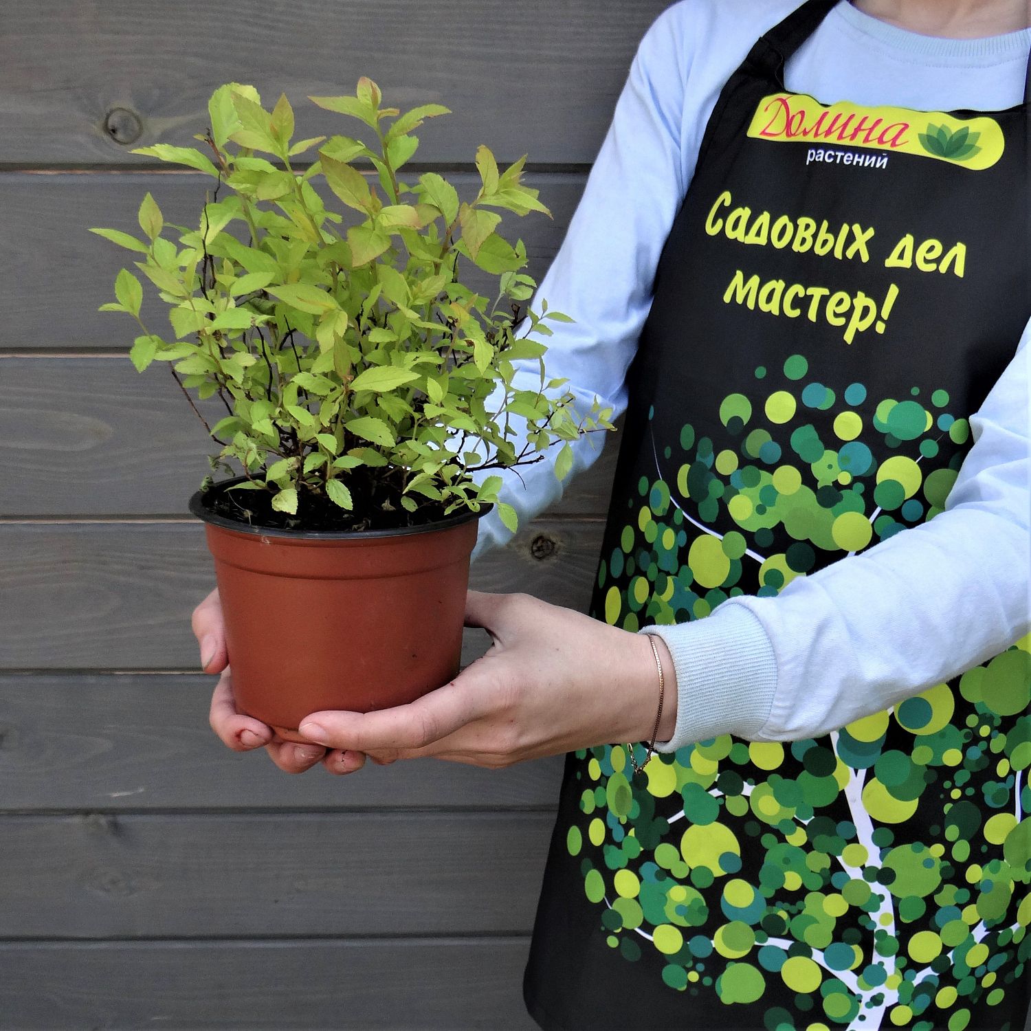 Спирея японская Голден Принцесс, С2 Спирея японская Голден Принцесс, С2 - Dolina-Sad.Ru