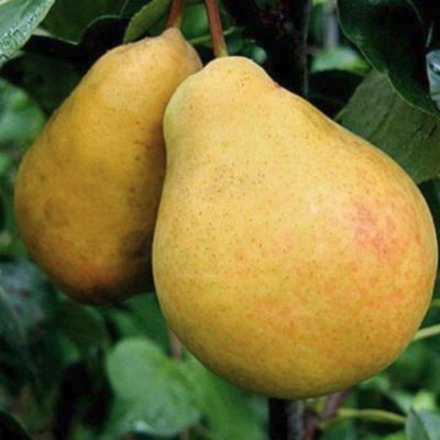 Груша Сказочная Груша Сказочная - Dolina-Sad.Ru