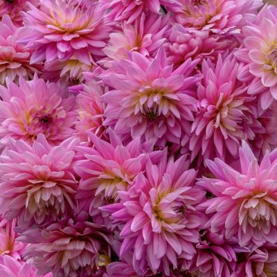 Георгина Карма Пинк Корона - Dolina-Sad.Ru