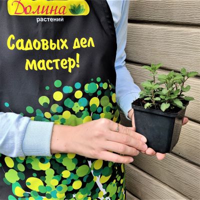 Котовник Фассена Уолкерc Лоу Котовник Фассена Уолкерc Лоу фото