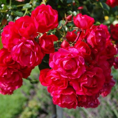 Роза Штамбовая Гартнерфройде Роза Штамбовая Гартнерфройде - Dolina-Sad.Ru