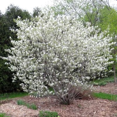 Ирга ольхолистная Мандан Ирга ольхолистная Мандан - Dolina-Sad.Ru