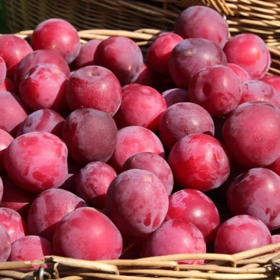 Слива гибридная Комета Кубанская Слива гибридная Комета Кубанская фото