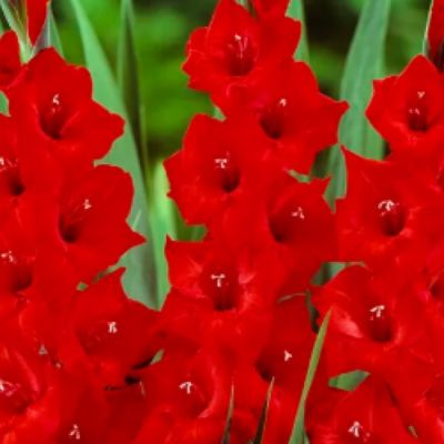 Гладиолус Танго Пассион Гладиолус Танго Пассион - Dolina-Sad.Ru