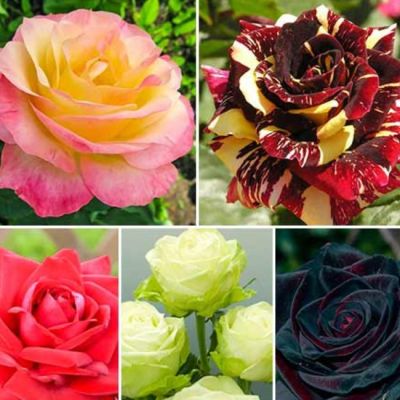 Набор чайно-гибридных роз фото
