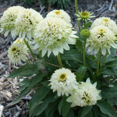 Эхинацея Меринга , Эхинацея Меринга , фото