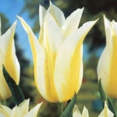 Тюльпан Лилиецветный Лили Свит Тюльпан Лилиецветный Лили Свит фото