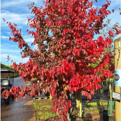 Парротия персидская Белла Парротия персидская Белла - Dolina-Sad.Ru