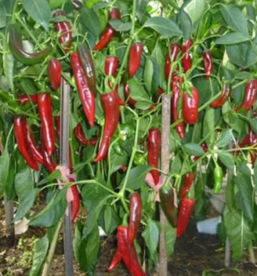 Перец Какаду F1 Перец Какаду F1 фото