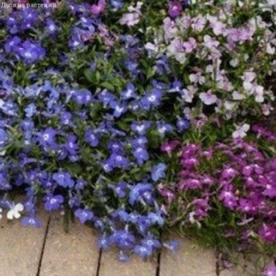 Лобелия Жемчужная нить Cмесь Лобелия Жемчужная нить Cмесь фото