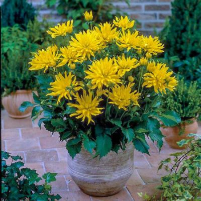 Георгина Мюнхен Георгина Мюнхен фото