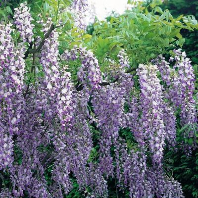 Глициния Аметист Глициния Аметист фото