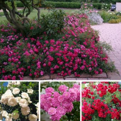 Набор почвопокровных роз (1+1=3) фото