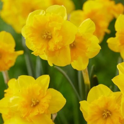 Нарцисс Еллоу Паррот Нарцисс Еллоу Паррот - Dolina-Sad.Ru