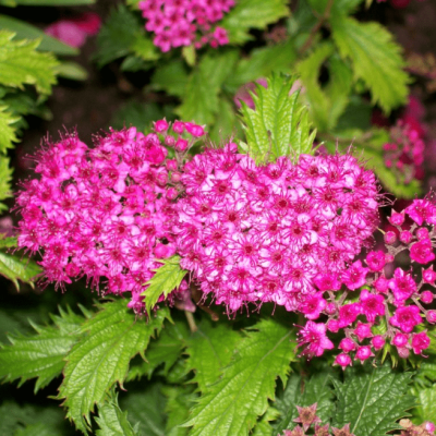 Спирея японская Криспа, С3 Спирея японская Криспа, С3 - Dolina-Sad.Ru