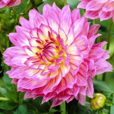 Георгина Гэллери Беллини Георгина Гэллери Беллини фото