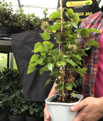 Клематис Токи Клематис Токи фото