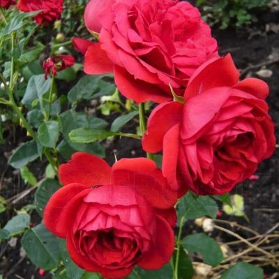 Роза Ален в горшке - Dolina-Sad.Ru