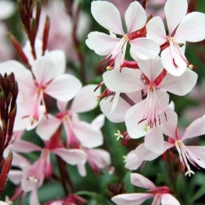 Гаура Фламинг Вайт Гаура Фламинг Вайт - Dolina-Sad.Ru