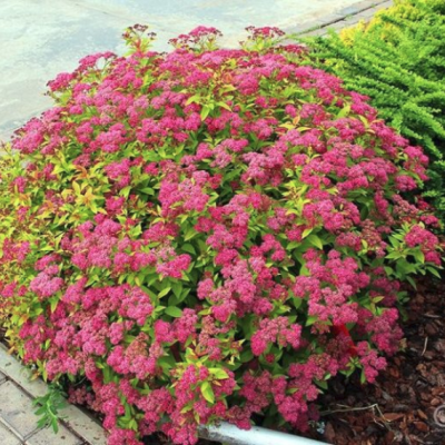 Спирея японская Голдфлейм Спирея японская Голдфлейм фото