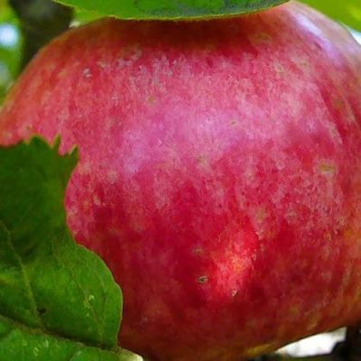 Яблоня Штрифель/Осенняя Яблоня Штрифель/Осенняя фото