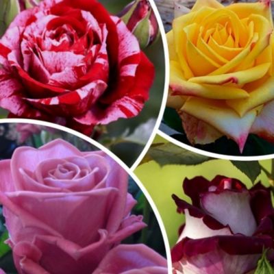 Набор чайно-гибридных роз фото