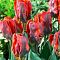 Тюльпан Блюмекс Тюльпан Блюмекс фото