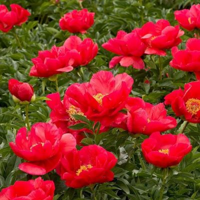 Пион Блэйз Пион Блэйз - Dolina-Sad.Ru