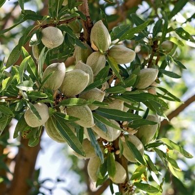 Миндаль Обыкновенный Миндаль Обыкновенный - Dolina-Sad.Ru