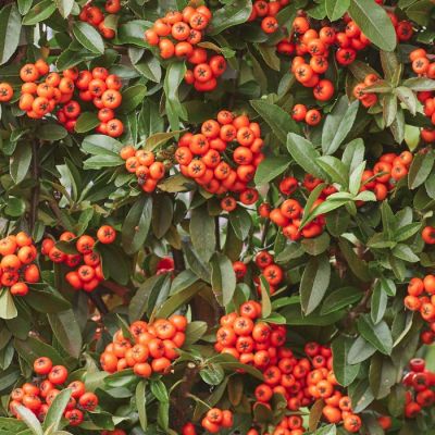 Пираканта Орандж Стар Пираканта Орандж Стар - Dolina-Sad.Ru