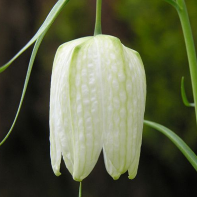 Рябчик Шахматный Альба Рябчик Шахматный Альба фото