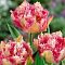 Тюльпан Кул Кристал Тюльпан Кул Кристал фото