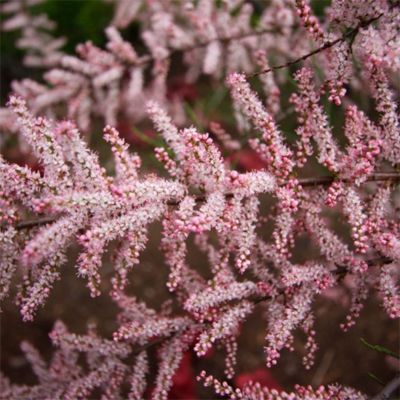 Тамарикс четырехтычинковый Тамарикс четырехтычинковый - Dolina-Sad.Ru