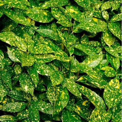 Аукуба японская Кротонифолия Аукуба японская Кротонифолия - Dolina-Sad.Ru