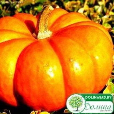 Тыква Парижская Тыква Парижская фото