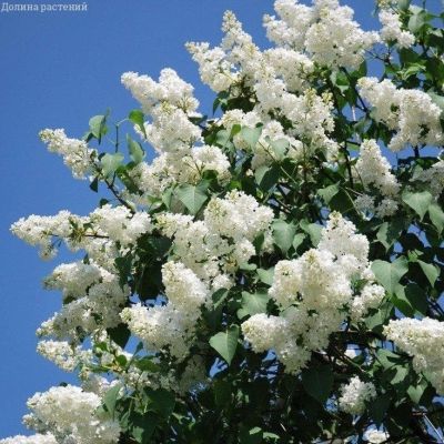 Сирень Мадам Флорен Степман фото