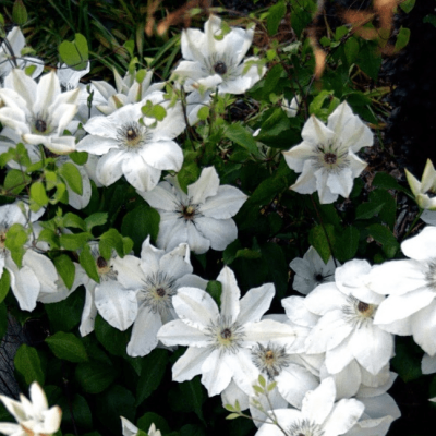 Клематис Матка Урсула Ледуховска Клематис Матка Урсула Ледуховска фото