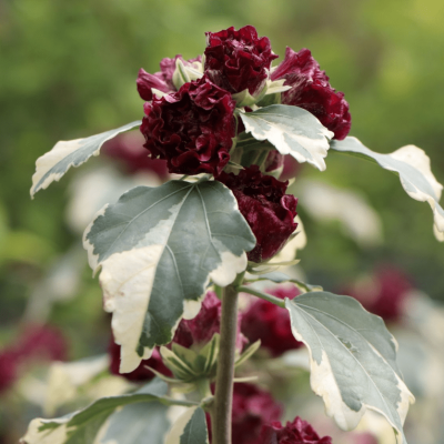 Гибискус сирийский пурпероус варигатус Гибискус сирийский пурпероус варигатус фото