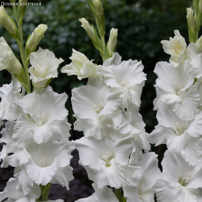 Гладиолус Палома Бланка Гладиолус Палома Бланка фото