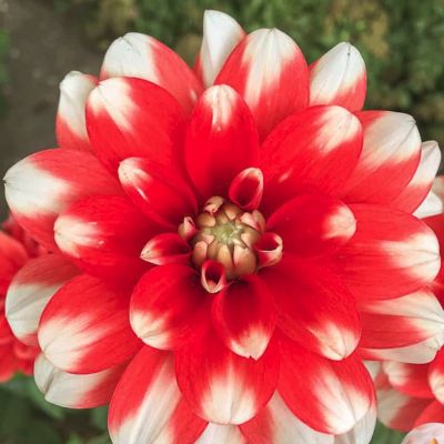 Георгина Нагано Георгина Нагано - Dolina-Sad.Ru