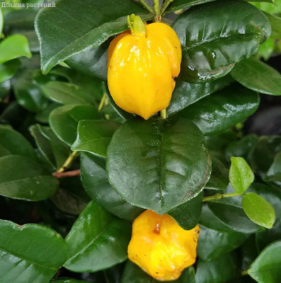 Гуайава Тропикана Гуайава Тропикана фото