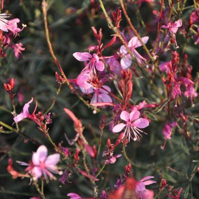 Гаура Сискию Пинк Гаура Сискию Пинк - Dolina-Sad.Ru